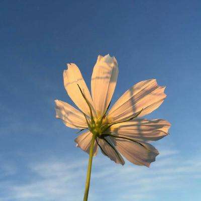 LOL外围官网下载手机版