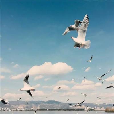 半岛综合APP下载